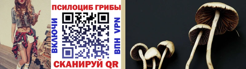 Псилоцибиновые грибы MAGIC MUSHROOMS  где найти   Лосино-Петровский 